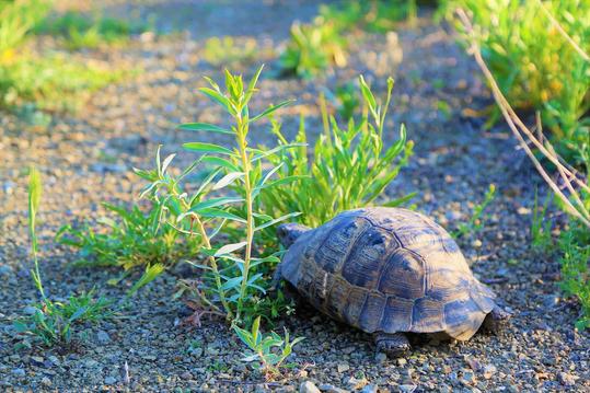 Tortios